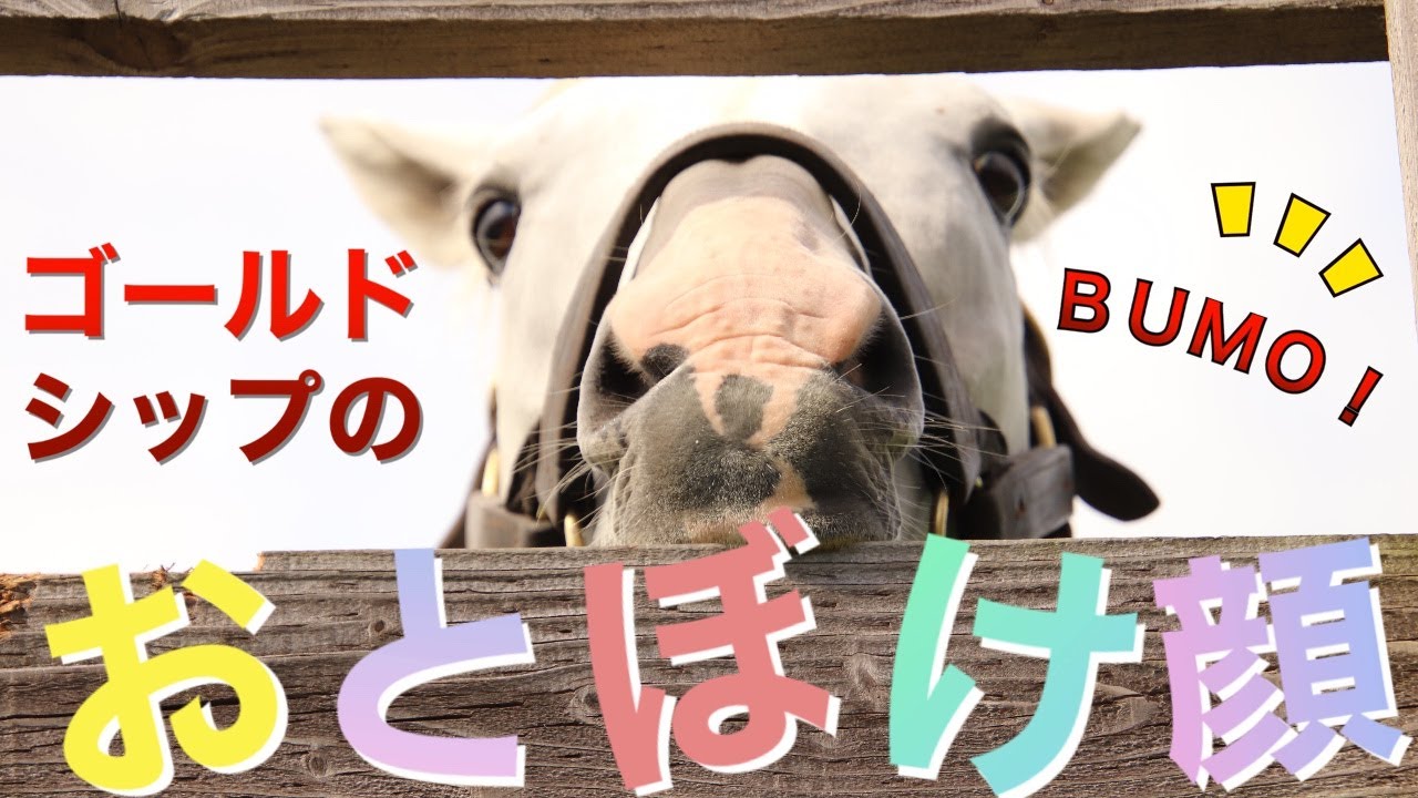 おとぼけ顔ゴールドシップ集