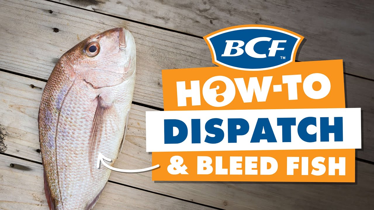 Dispatching & Bleeding Fish - Ikejime Method - BCF How To