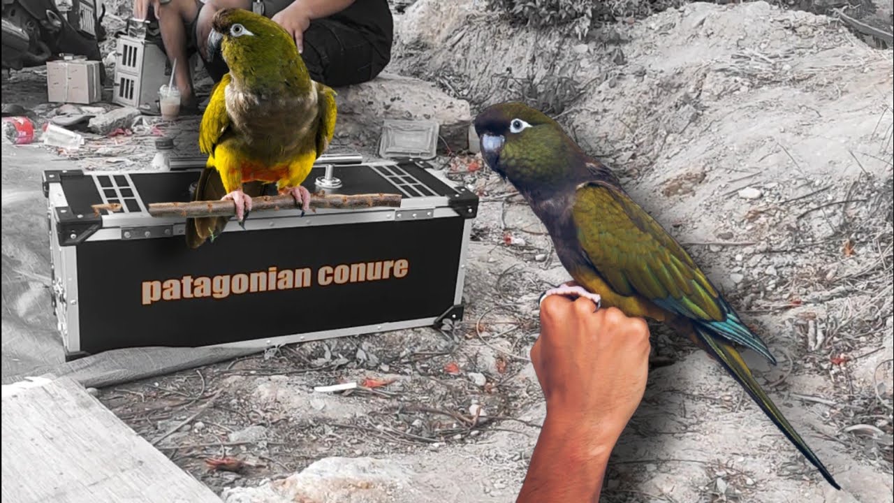 PATAGONIAN CONURE | JENIS CONURE TERBESAR