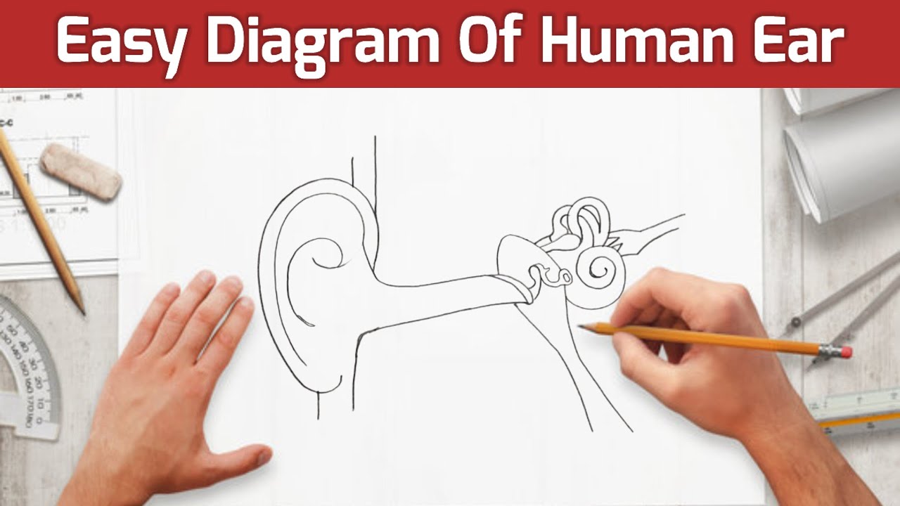 Human Ear Diagram | Human Ear Diagram Easy to Draw | Ear Diagram