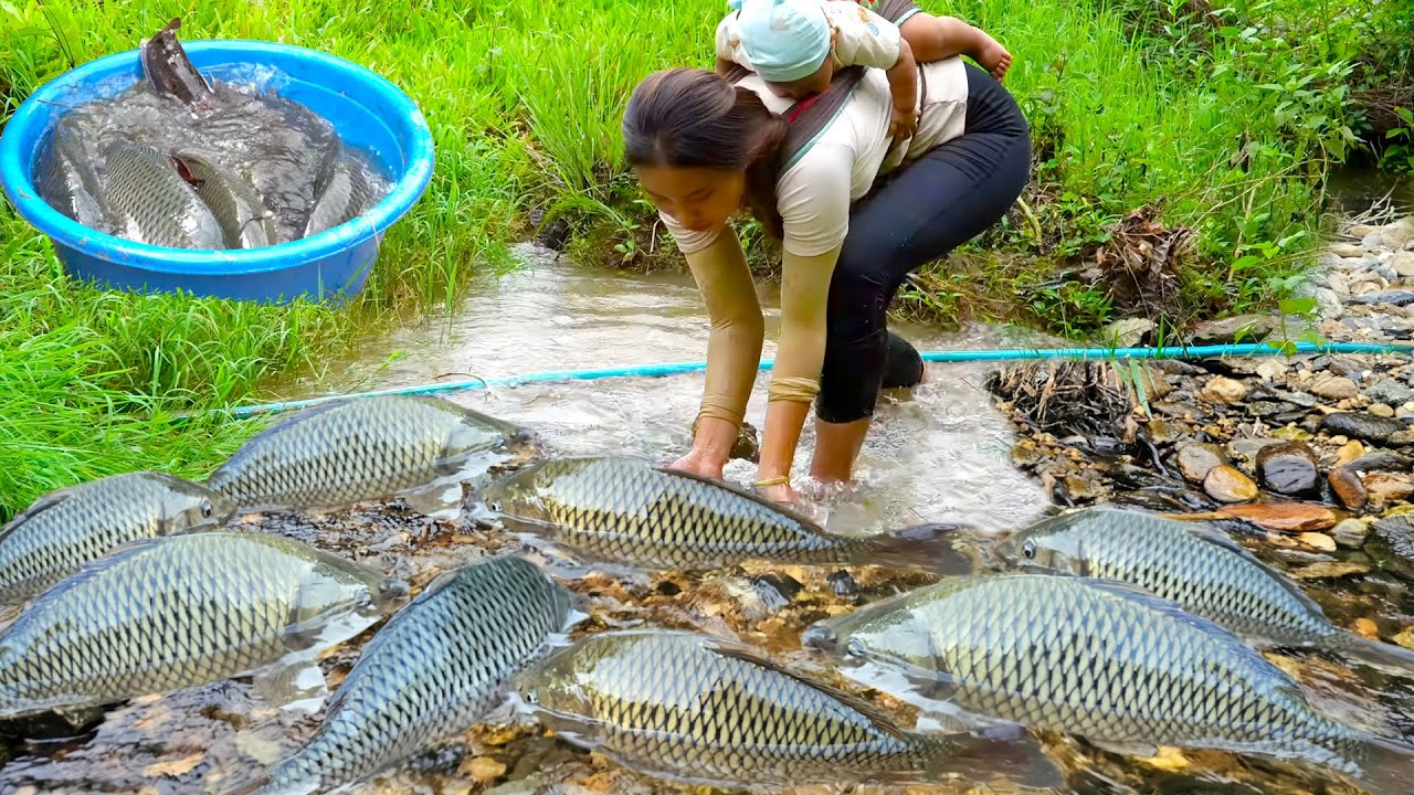Harvest a school of giant carp fish & catfish to sell at the market, cook fish for my children