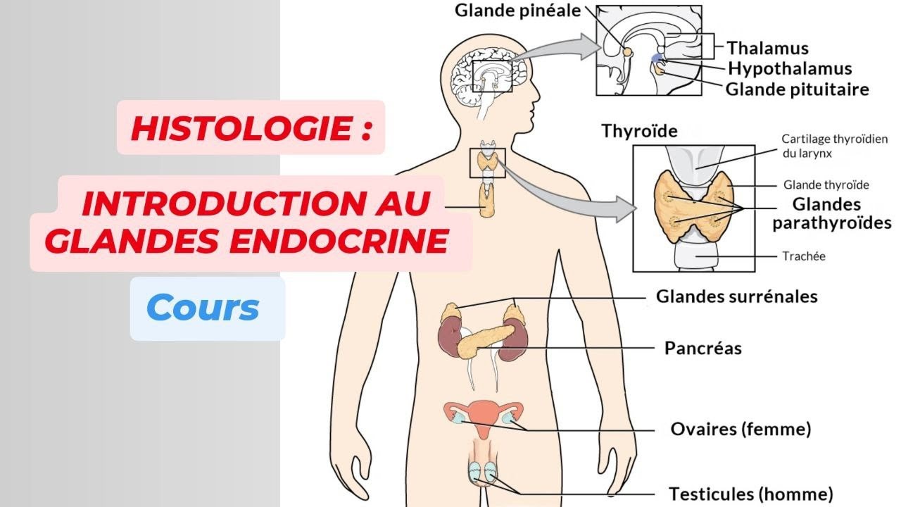 GENERALITES SUR LES GLANDES ENDOCRINE