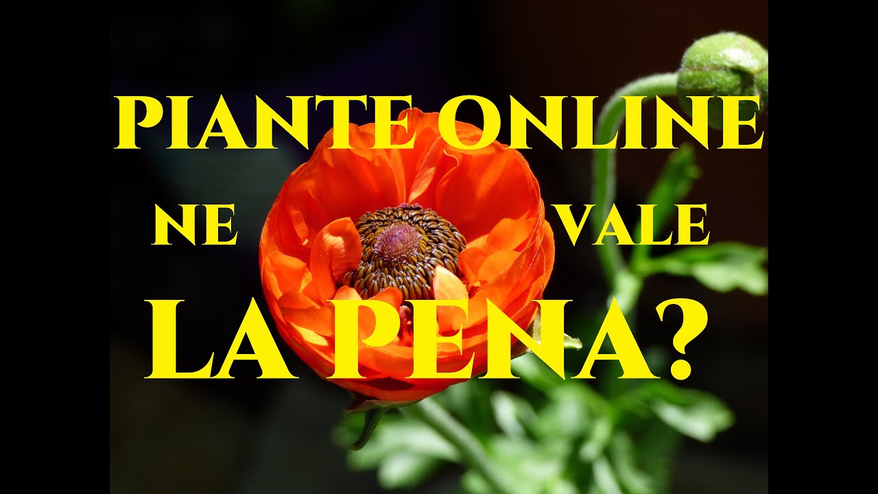 Acquisto Piante Online Ne vale la pena? Giardinaggio per tutti Gardeners' World