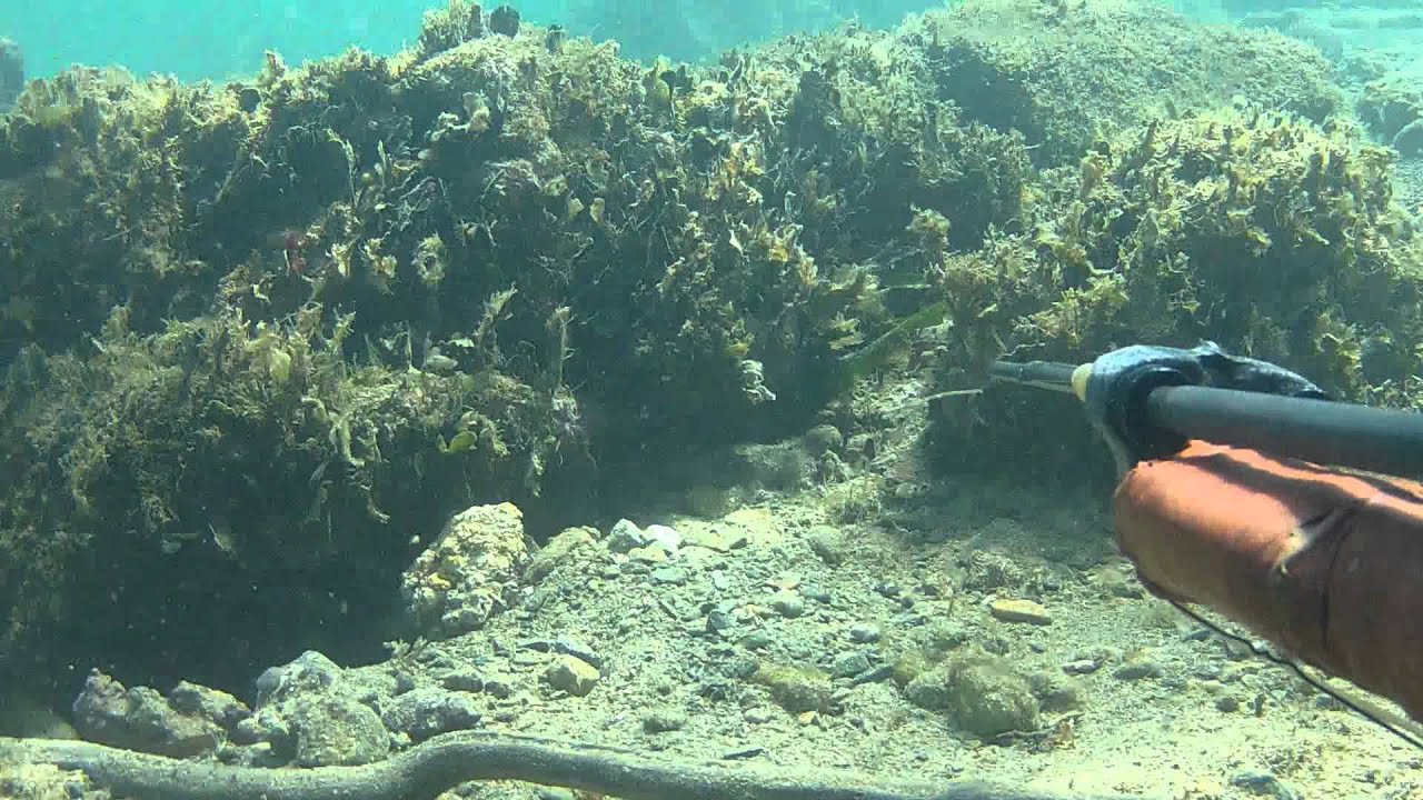 come pescare il polpo tecnica del raffio pesca sub