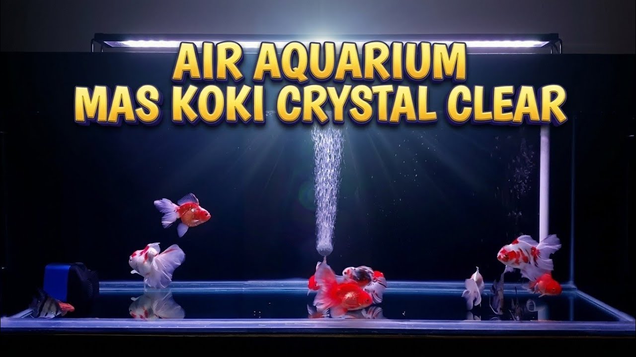 Cara membuat air aquarium ikan mas koki crystal clear