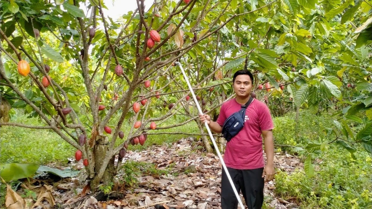 Cara Membuat Alat Oles Pada Buah Kakao Agar Buahnya Tidak Hitam dan Bijinya Tidak Lengket❗