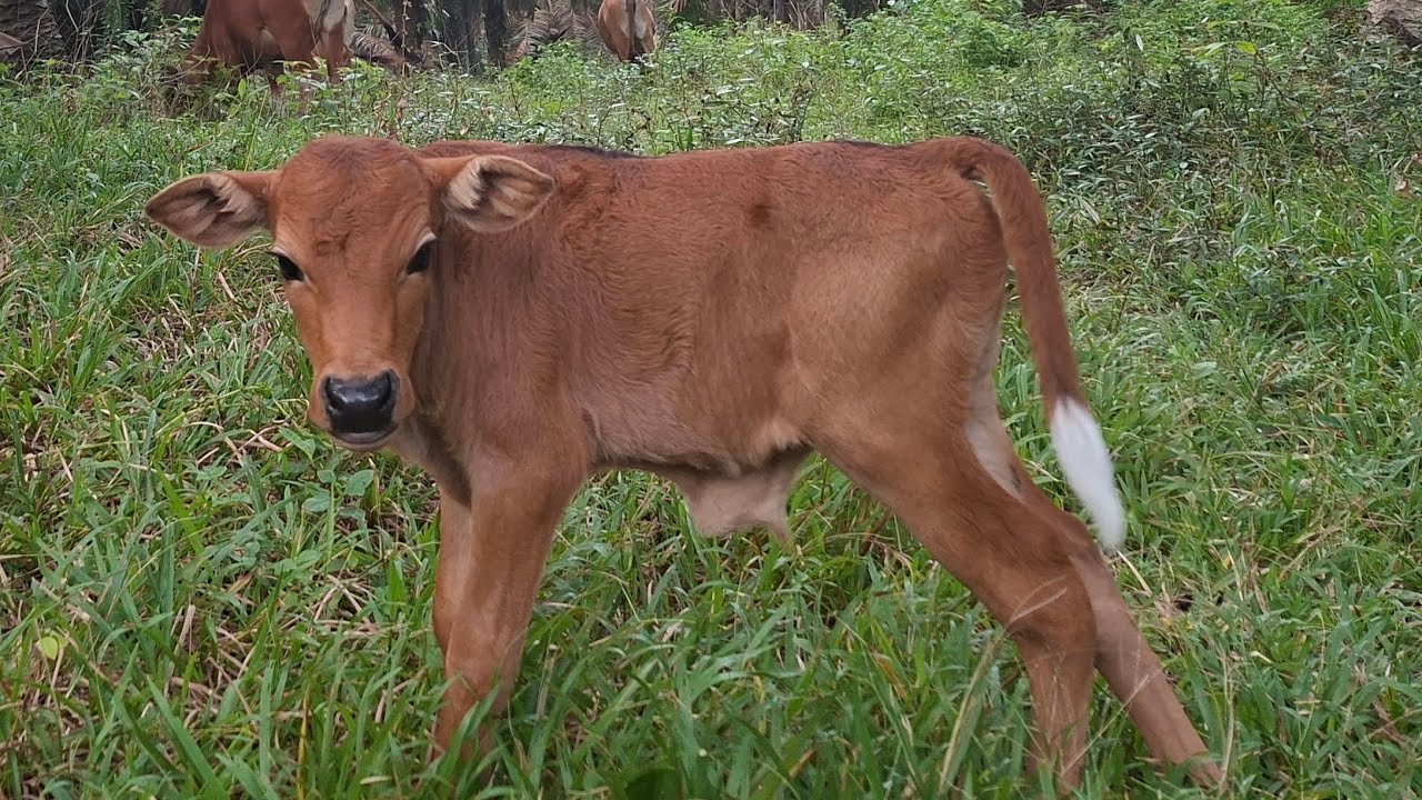 PERKEMBANGAN ANAK SAPI SUPER