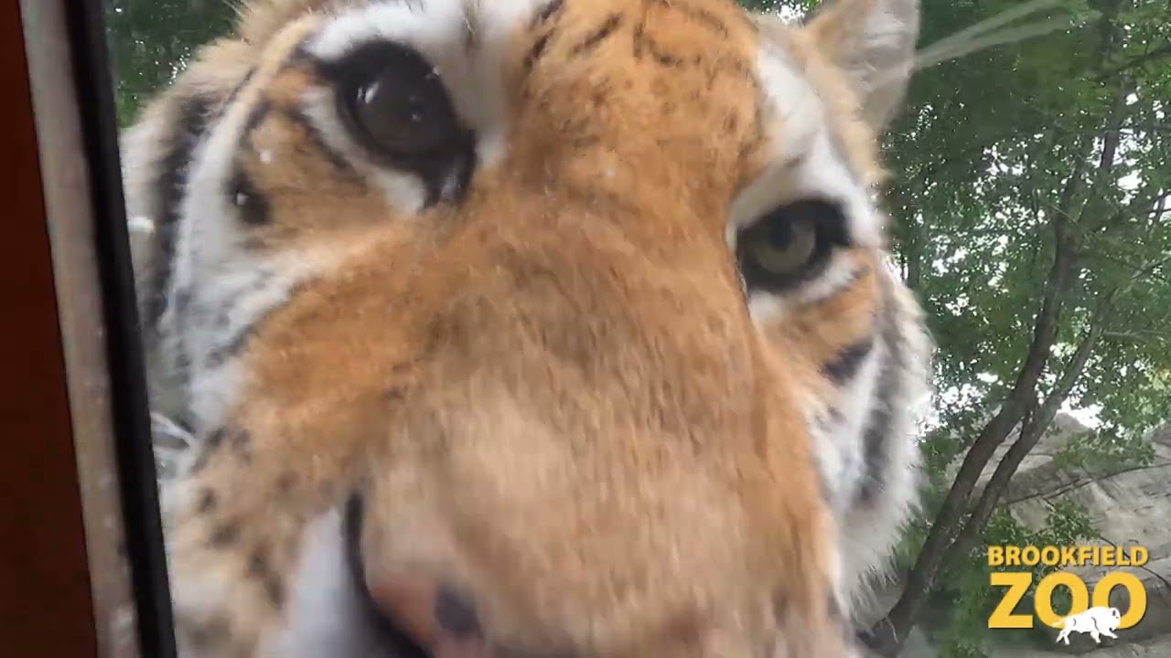 Up Close with Whirl Tiger