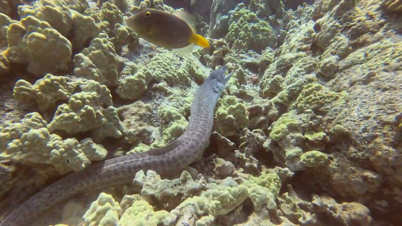 HUGE Barracuda at Honokohau Harbor,  Big Island,  Hawai'i - 7.6.25