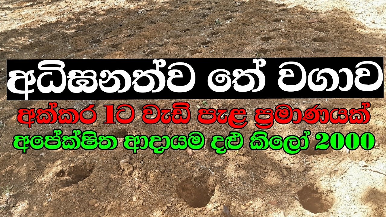 අධි ඝනත්ව තේ වගාව