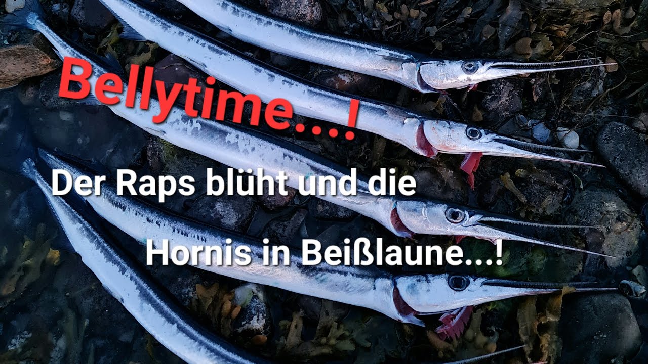 Auf Meerforelle und Hornhecht vom Bellyboot...! #fishing