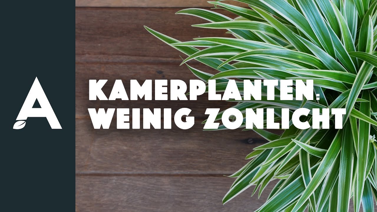 Welke kamerplanten overleven in een donker hoekje? I Een groener thuis! #67 I Angelo Dorny