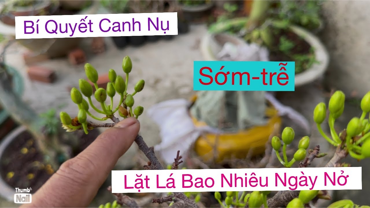 Canh nụ nở ngay Tết 14/12al