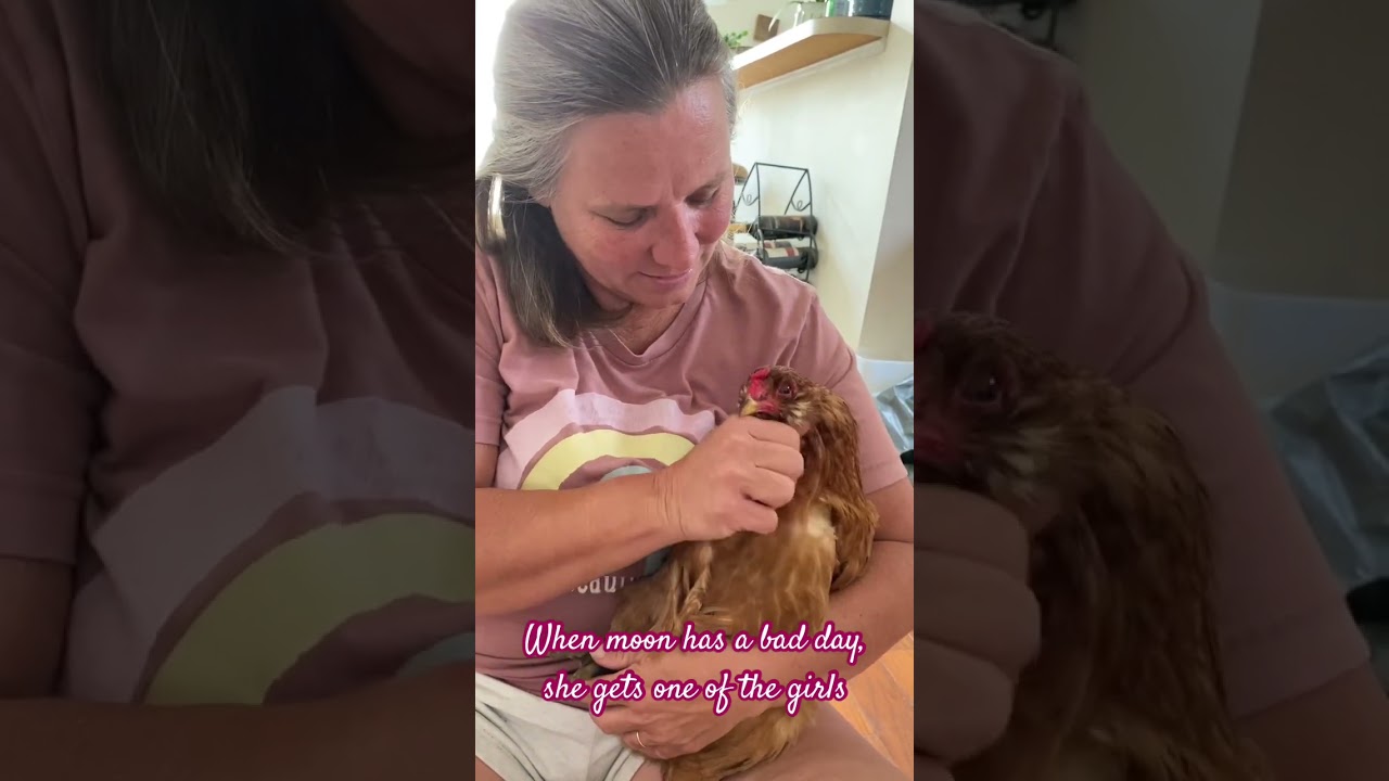 The girls help #lovegod #chicken #youtubeshorts #hen #flockpower ##stressrelief #youtubeshort #love