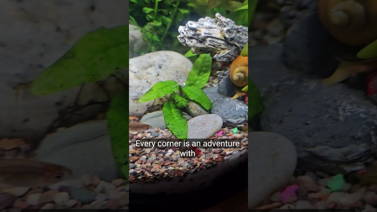 3 Gallon Shrimp Tank 