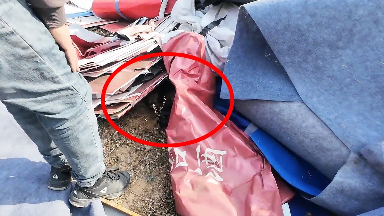 Коллега сказал, в офисе пять щенков, но маму он не видел...