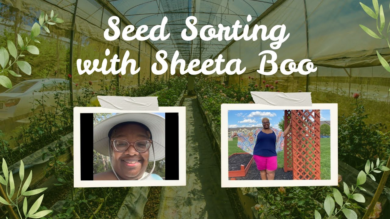 Sheeta Boo's Seed Case Shuffle - Let's see if I can get them in some type of order