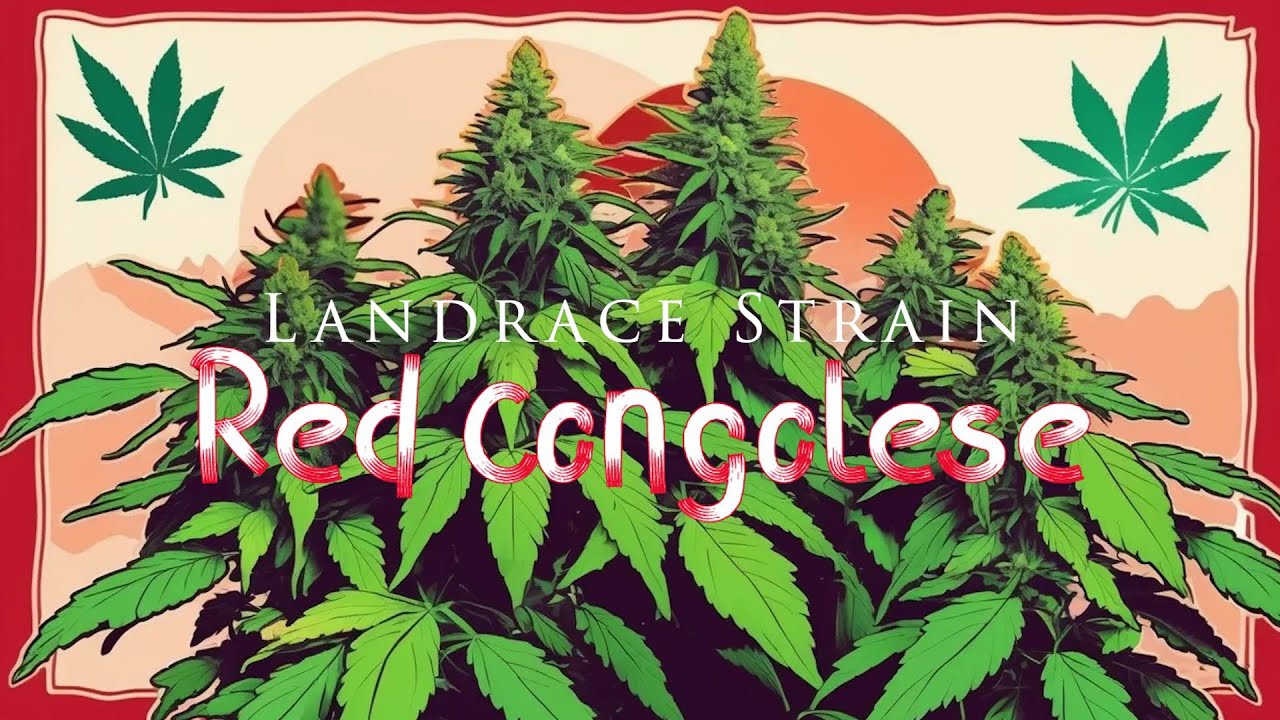 Red Congolese - Landrace Strain Review -  - Plaid Trout