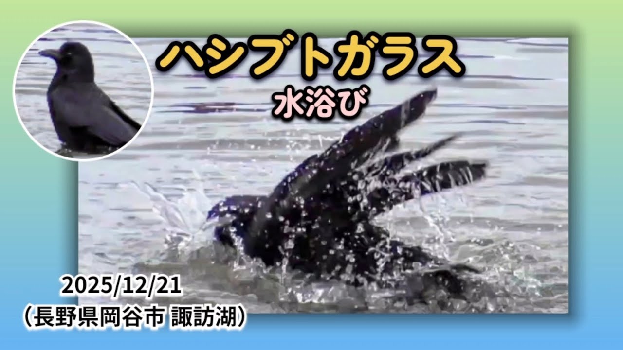 2025/12/21 ハシブトガラスの念入りな水浴び（長野県 諏訪湖にて）