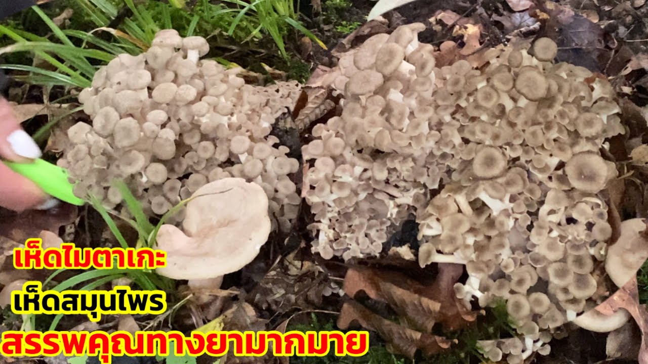 เก็บเห็ดรวม เห็ดไมตาเกะเห็ดสมุมไพรทสงยาช่อสวยๆเห็ดเนื้อไก่ก่อใหญ่ๆสวยๆได้จนล้นตะกร้า