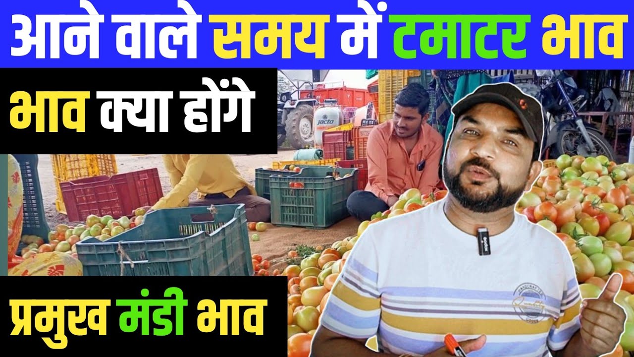 मार्च में टमाटर भाव क्या होंगे  || Tomato Price Today || Tamatar Bhav 