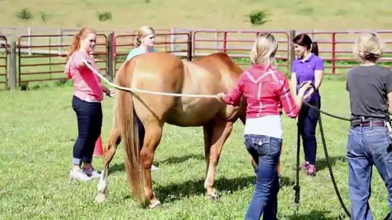 Equine Therapy at The Ranch: Boundaries and Containers