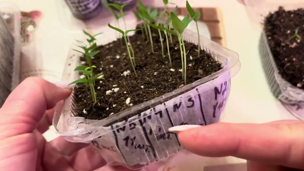 А ПЕРЦЫ 🌶️ 🫑, то РАСТУТ!!! И ТОМАТЫ ТОЖЕ ,сорт «РАННИЙ САНЬКА»🍅