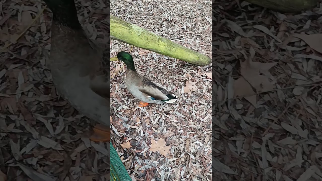 Graznidos patunos (&aacute;nade real macho).