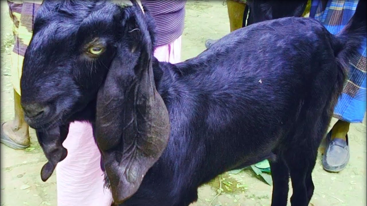 07/03/2026 মাত্র 20 হাজার টাকা দেশি রাম ছাগল,,Natore Goat Market.