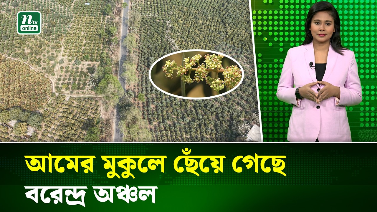 নওগাঁর বরেন্দ্র অঞ্চলের বাগান গুলো সেজেছে আমের মুকুলে, বাম্পার ফলনের আশা | Naogaon | NTV News