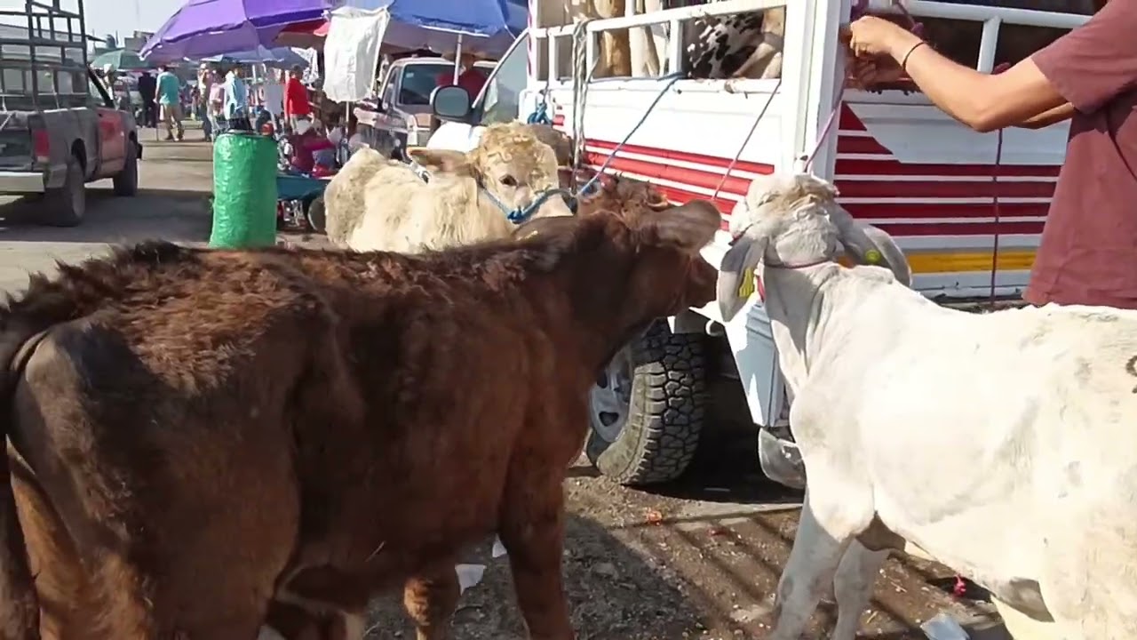El tianguis más surtido de ganado del estado de Morelos 