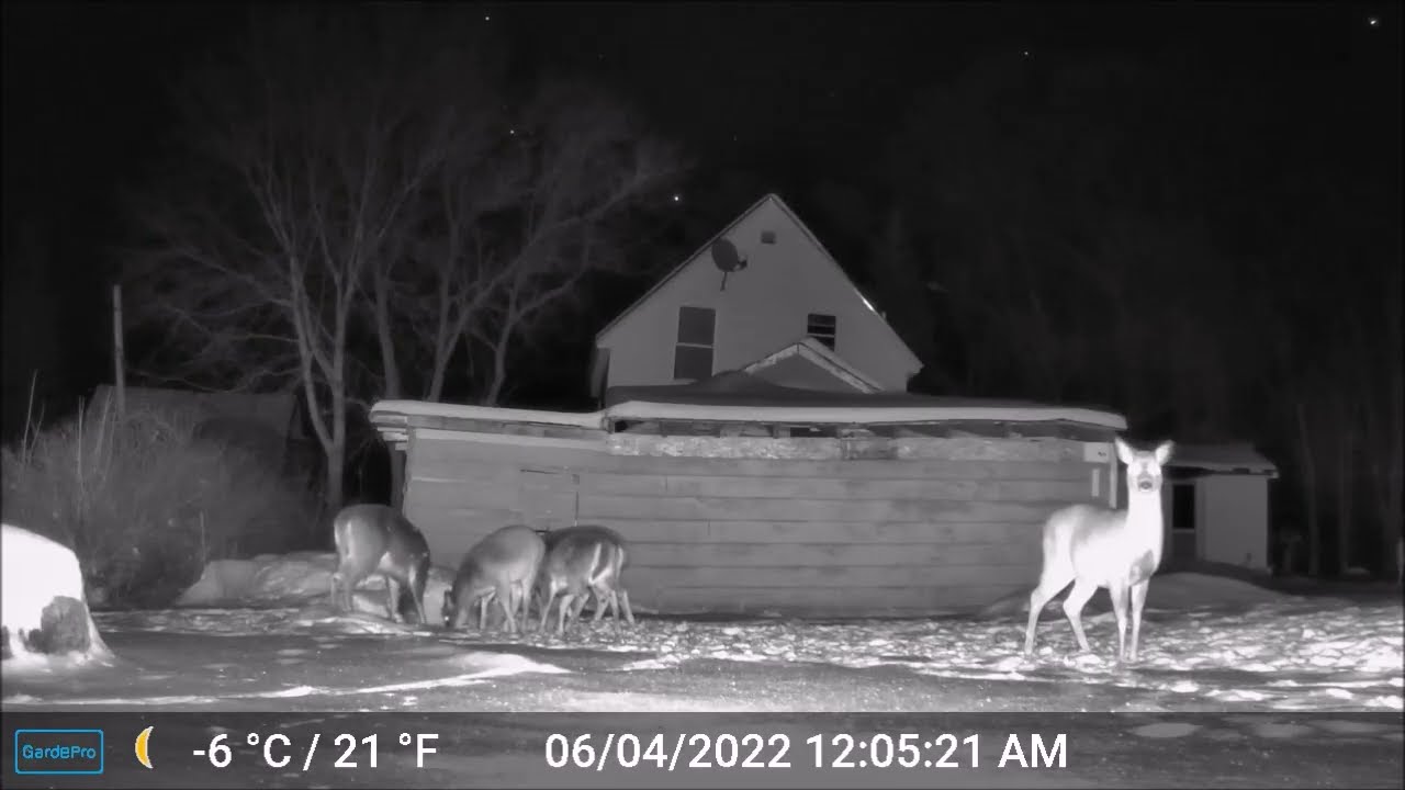 ASMR - Maine Highlands CritterCam.  Derby Hill Deer Feeding 12-22-25 C