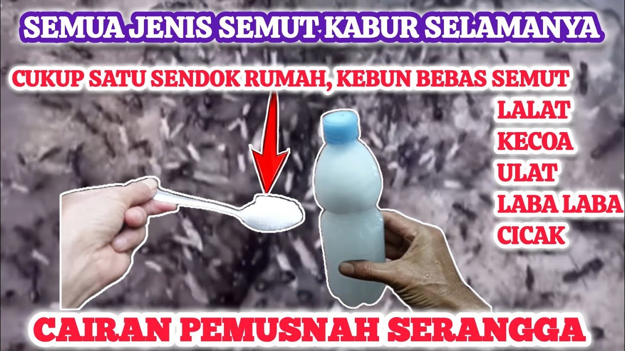 semua jenis semut musnah selamanya cukup tambahkan garam 1 sendok saja
