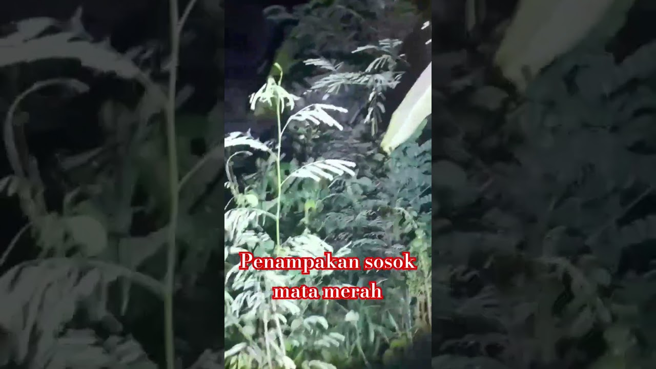 sosok penampakan mata merah #horror #matamerah#gendruwo