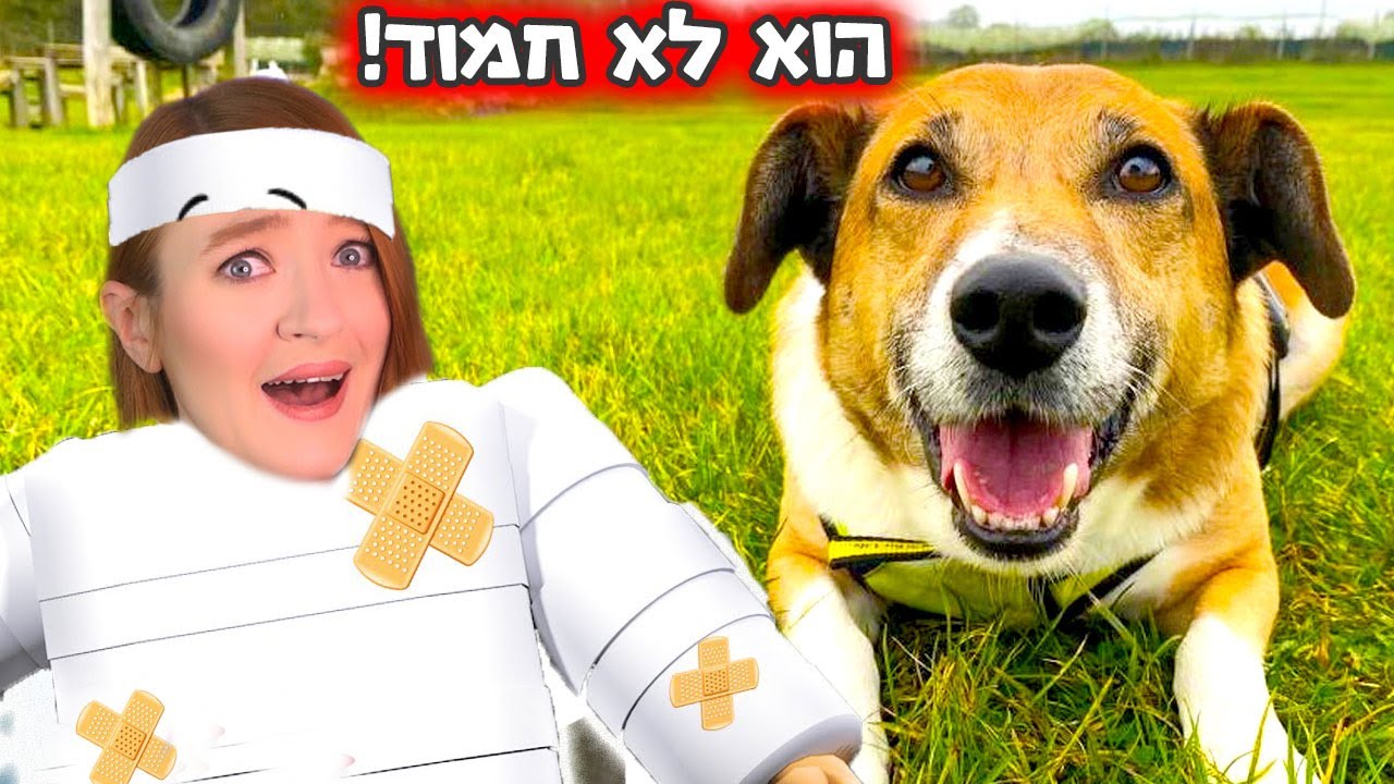 הם הלכו מכות!! שוטפים כלבים. פרק 3 - אנימל שלטר