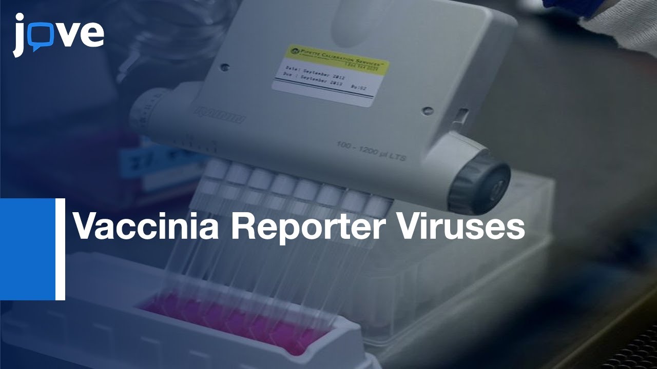 VACV for Quantification of Viral Function during Gene Expression | Protocol Preview