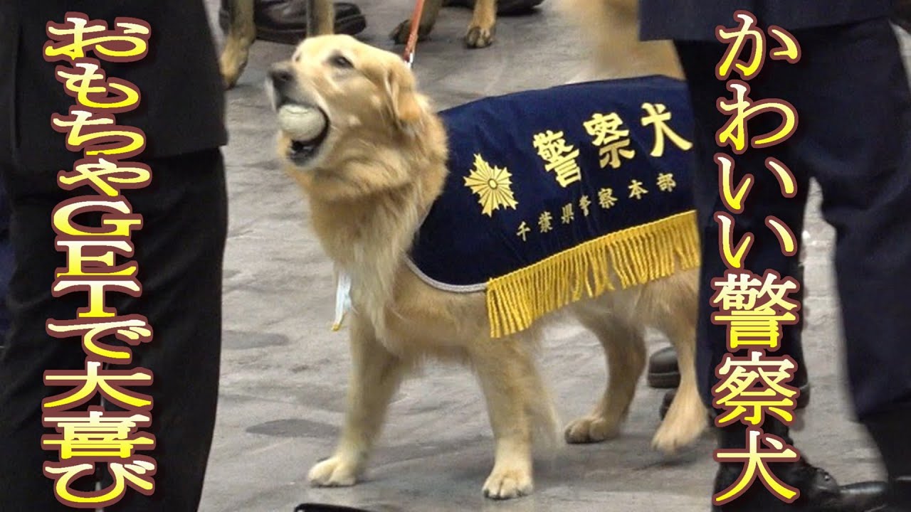【異変に気付いて吠える警察犬!】体調を崩した女性警察官を心配そうに見つめる警察犬＆大好きなおもちゃをＧＥＴしてはしゃぐ警察犬がかわいすぎる！Japanese police dogs are cute