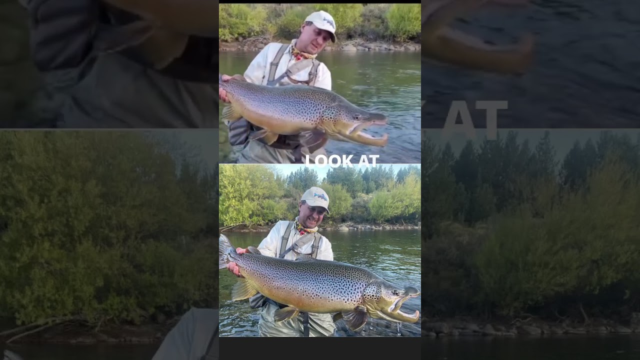 World Record Brown Trout caught on a streamer and fly rod!