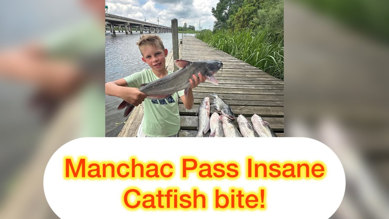 Manchac Pass catfish bite is Insane!