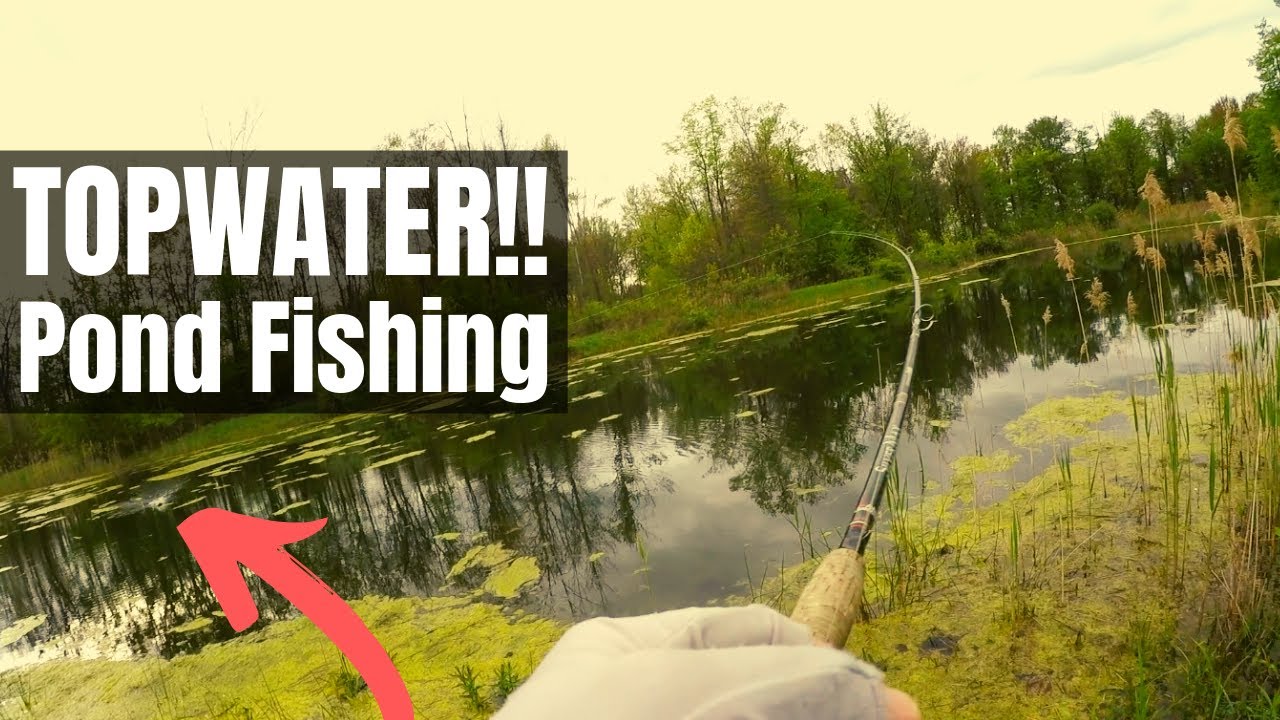 Top Water Frogs Bass Fishing