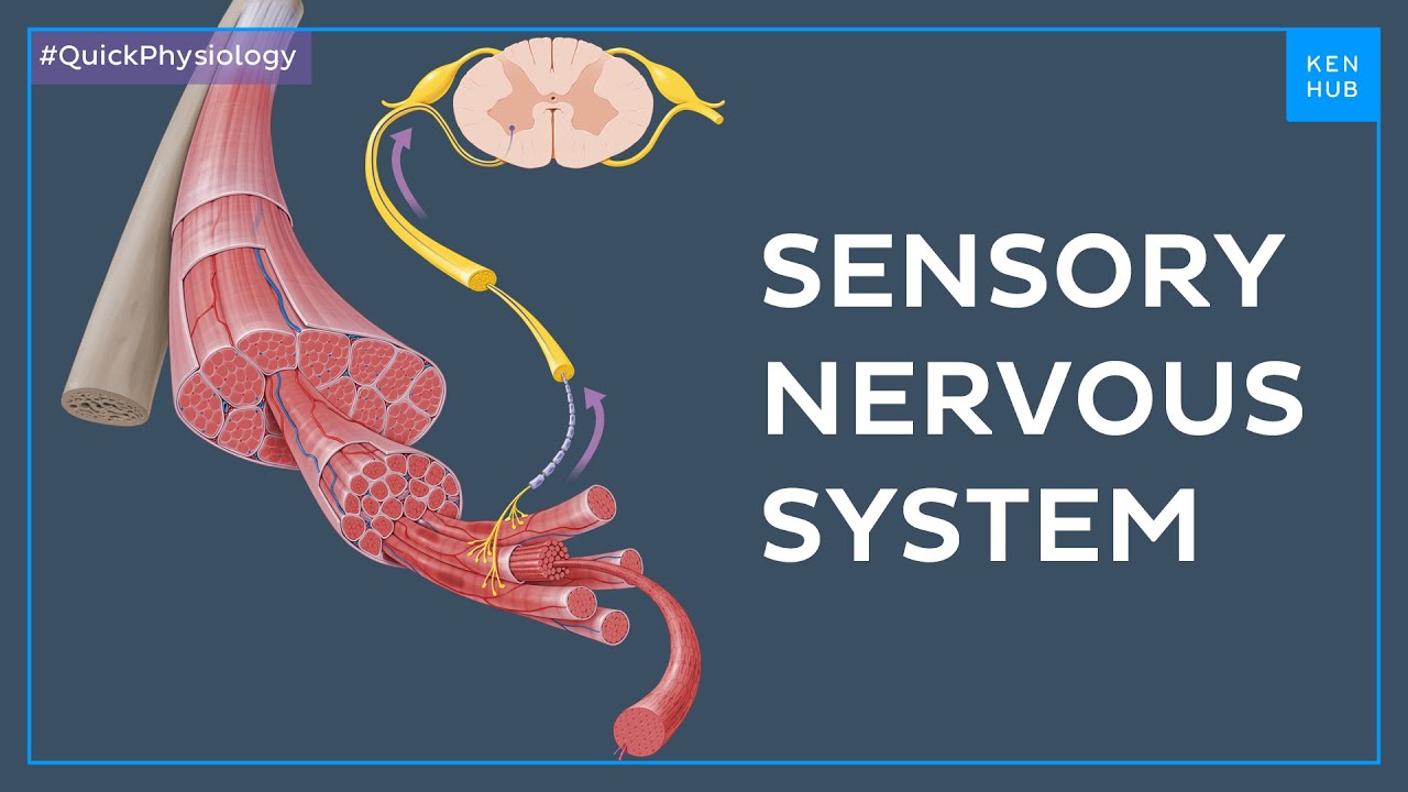 Sensory (afferent) nervous system - Quick Physiology |&nbsp;Kenhub