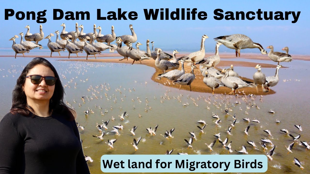 Inside Look at Pong Dam Lake Wildlife Sanctuary Nagrota Surian! 🤫 || Ambika Rider #PongDamLake