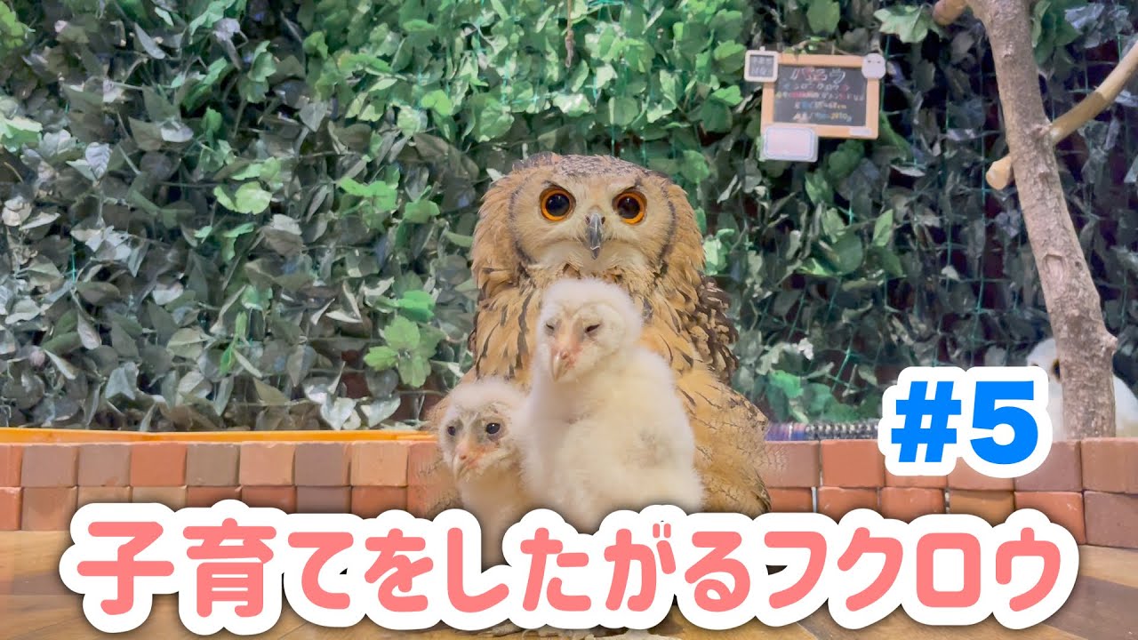 【貴重映像】今年も子育てをしたがるフクロウ#5【ベンガルワシミミズク】