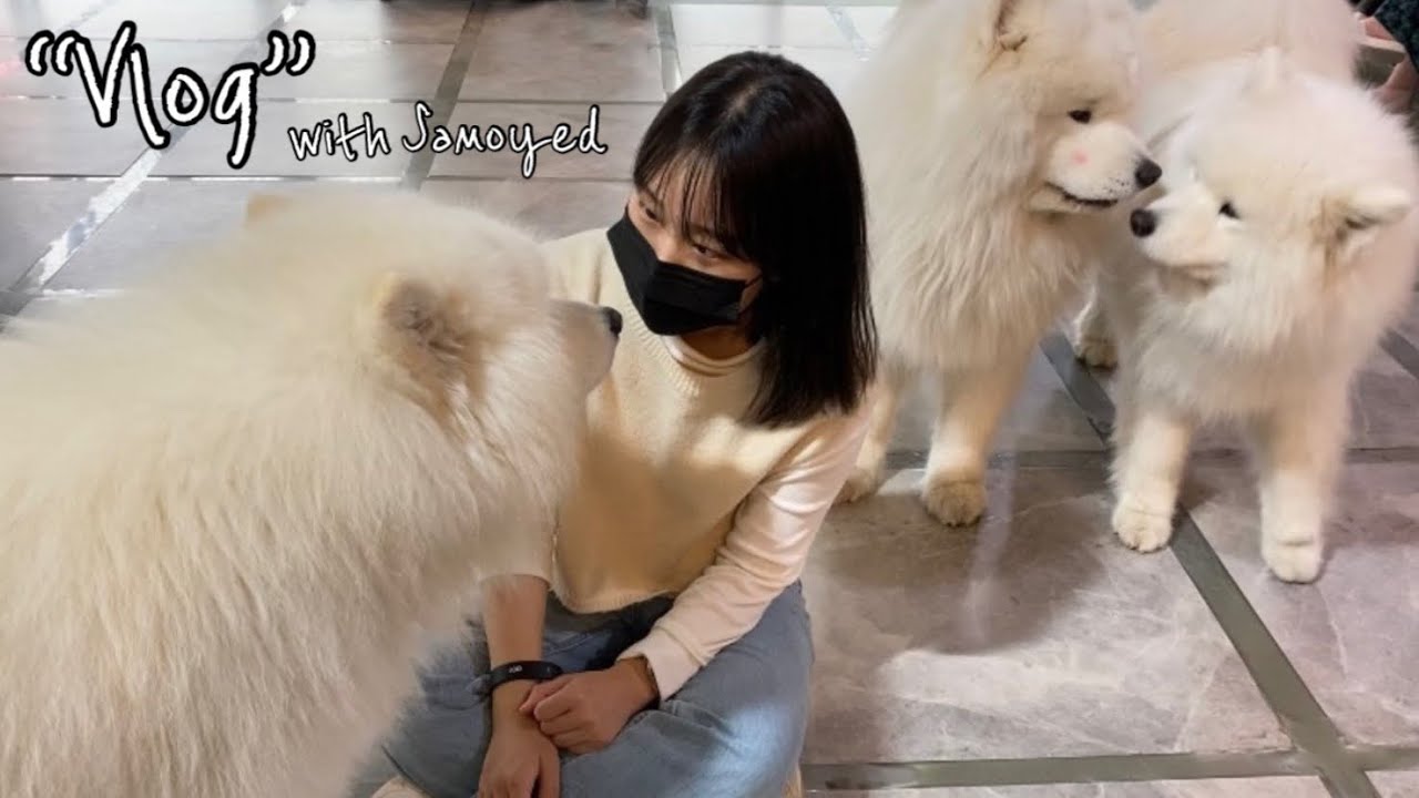 [Vlog] 일상브이로그✨ㅣ사모예드 12마리가 있는 “겨울이 머무는 집”에 다녀왔어요!🐶🏡