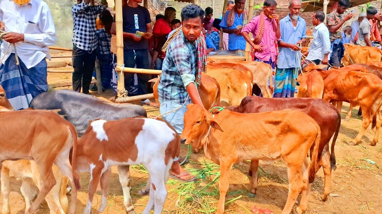 আজ ৯/২/২৬ | সবচেয়ে ছোট ছোট ষাঁড় ও বকনা বাছুর গরুর দাম | আমবাড়ী হাট 