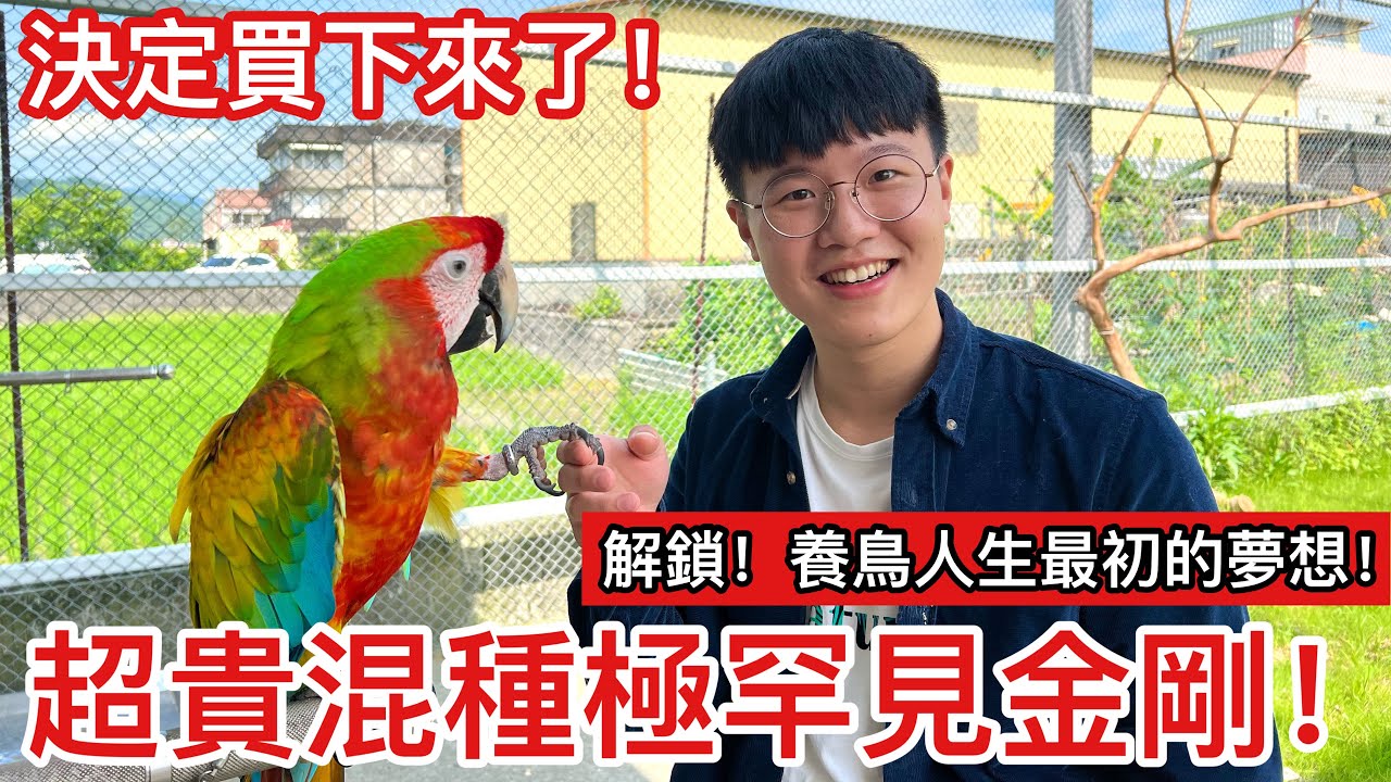 破天荒！買下人生中第一隻金剛鸚鵡！「極罕見」混種鸚鵡「佛德金剛」竟牽起我的手？【鸚鵡小木屋】ft.金剛鸚鵡嘎嘎＆啦啦