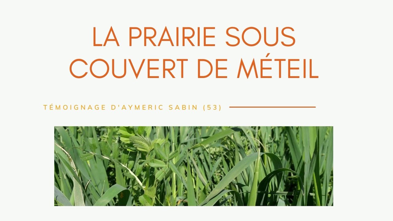 Sécuriser son système fourrager en élevage laitier (suite)