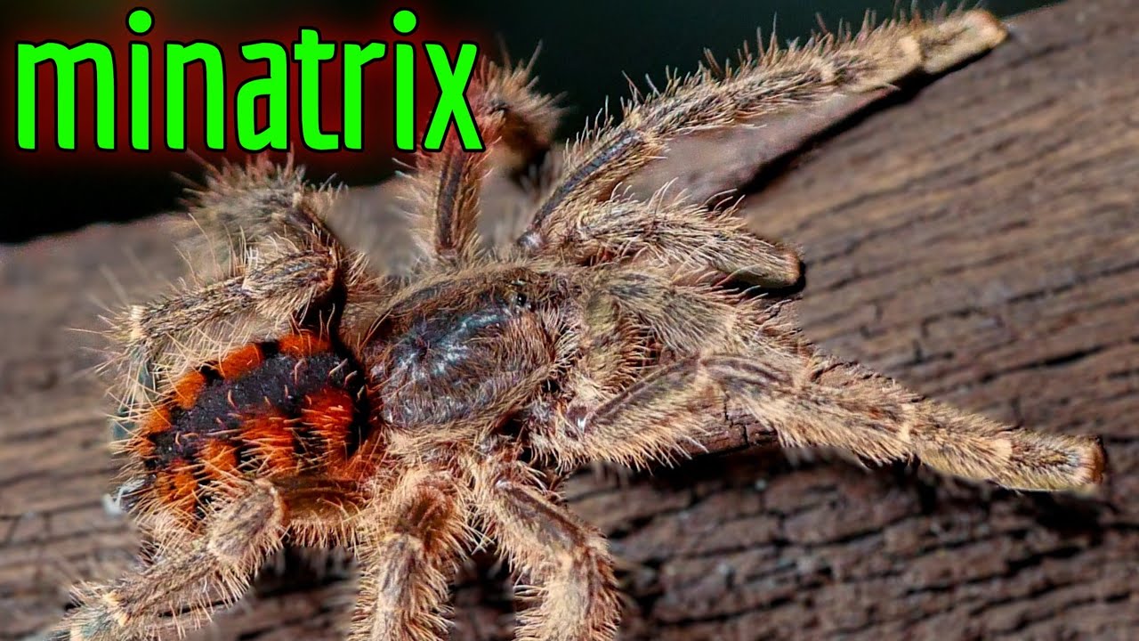 How to Care for the Avicularia minatrix - Redstripe Pinktoe - Red Slate Pink Toe Tarantula