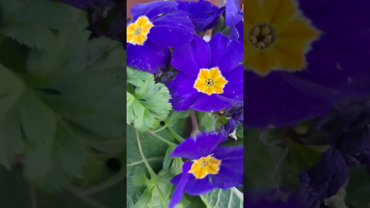 Blue Winter Polyanthus Flowers | Cool Tones for Cold Days