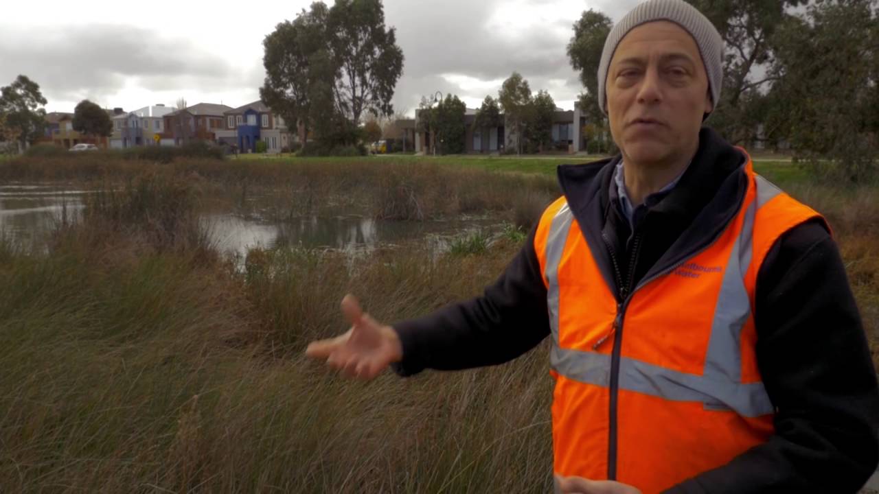 Community improving frog habitat